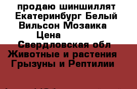 продаю шиншиллят Екатеринбург Белый Вильсон Мозаика › Цена ­ 1 500 - Свердловская обл. Животные и растения » Грызуны и Рептилии   